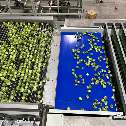 Brussels sprouts sorting machine Brussels sprouts sorting machine